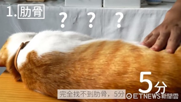 你的貓咪過胖了嗎（圖／好味小姐 Lady Flavor／YouTube授權提供）