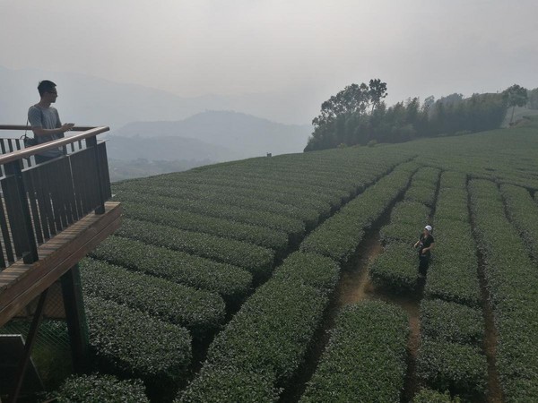 登上海鼠山「1314觀景台」，幾何圖形的茶園形成趣味畫面。