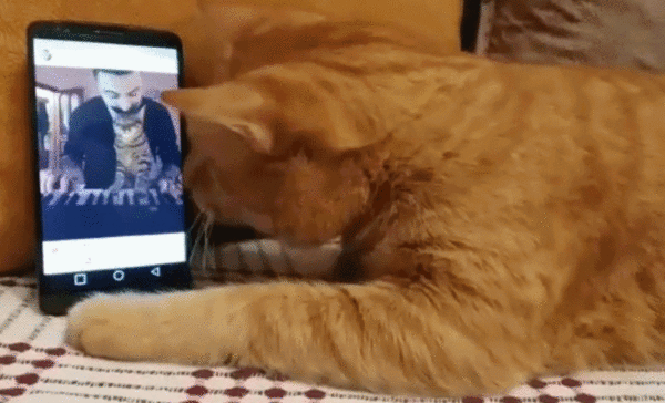 想再聽清楚一點！全盲貓咪聽到他的琴聲，伸出貓掌抱緊手機（圖／FB@Sarper Duman）
