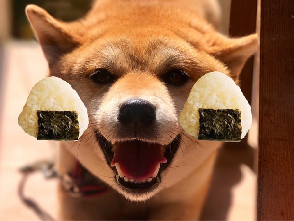 柴犬嘴巴是「御飯糰」！（圖／翻攝自Instagram@shibamamiymamiy。）