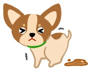 狗狗無精打采？當心！這可能是憂鬱症的徵兆！（圖／毛起來 MaoUp）