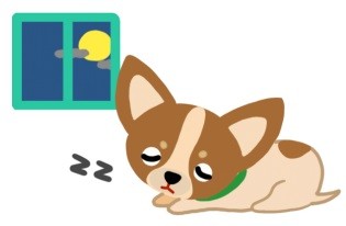 狗狗無精打采？當心！這可能是憂鬱症的徵兆！（圖／毛起來 MaoUp）