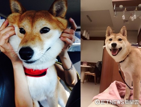 ▲▼柴柴聽到要睡覺就把頭塞進夾縫　完美展現「鴕鳥心態」。（圖／臉書粉絲團阿柴哈哈HahaLee提供）