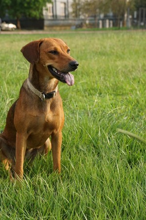 埔里國中校犬「小米」擄獲全校師生的心。（圖／翻攝自南投縣埔里國中臉書粉絲專頁）