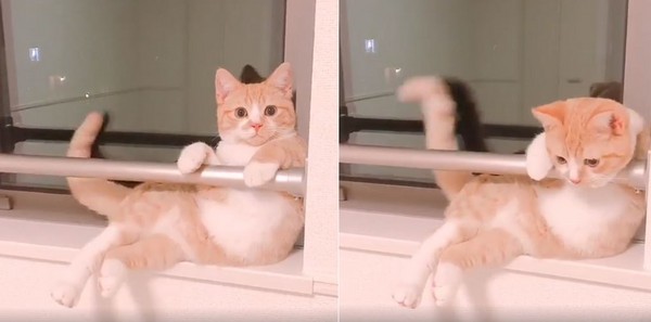 風景如何？圓臉帥貓側坐窗台　手手扶好：今天我是美人魚（圖／翻攝自Instagram：chmi0358）