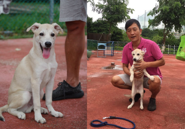 ▲失去10年陪伴悲痛走不出...愛犬安排「接班狗」延續他的愛。（圖／新北市動保處提供）