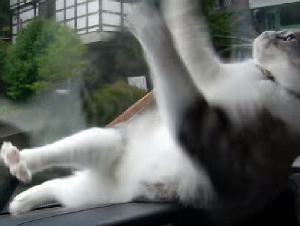 ▲和雨刷大戰的貓咪「May」。（圖／翻攝自影片／YouTube／ayapanyan）