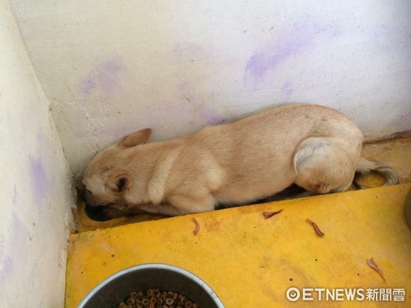 「咬傷小孩」遭通報！新屋小黃妹害怕蜷縮　志工：牠能摸能抱（圖／志工劉小花授權提供）