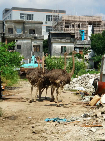 ▲▼佛山5隻鴕鳥高速上狂奔50公里，4隻虛脫致死。（圖／翻攝自廣州日報）