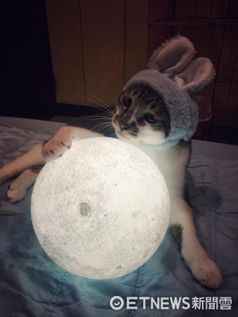 貓咪「軍歌」戴兔頭套，伸喵掌抱月亮，呆萌變身玉兔。（圖／網友劉炘授權。）