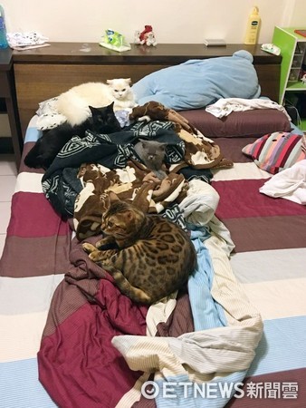 四隻貓皇全躺床同一側，奴才拭淚：終於有位子睡。（圖／網友陳怡君授權。）