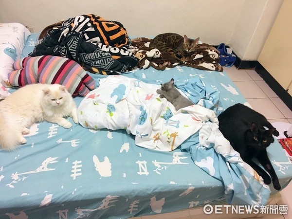 四隻貓皇全躺床同一側，奴才拭淚：終於有位子睡。（圖／網友陳怡君授權。）