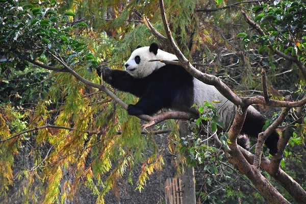 天氣太熱，大貓熊到戶外展場要再等等。（圖／台北市立動物園提供）