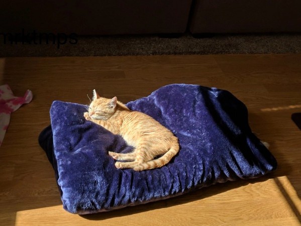 小橘貓埋伏公司門口！準鏟屎官下班走出來　立刻被黏緊緊（圖／翻攝自imgur：PotatoWasteland）