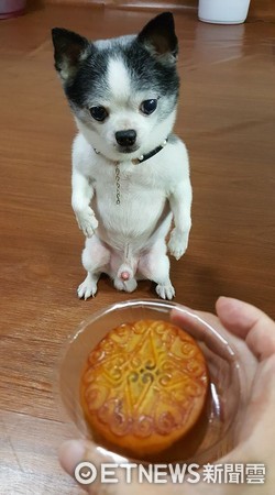 ▲吉娃娃看到月餅興奮「站起來」　網友聚焦「小口紅」留言歪了。（圖／網友Xiong Xiong提供）