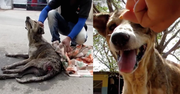 ▲▼老狗四肢無力　幸運獲救！從髒兮兮變萌萌噠（圖／翻攝自The Dodo粉絲專頁）