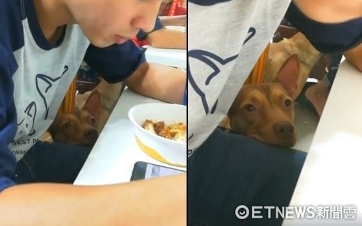 ▲爸爸低頭吃飯　Healer「饋大腿」賣萌：真的不分我一口？。（圖／天生一對　治癒犬與愛人貓提供）
