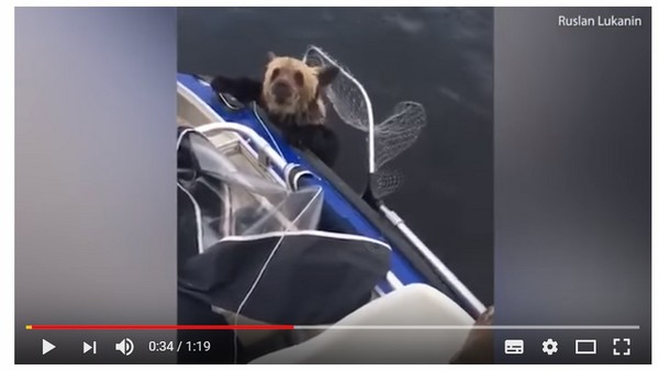 ▲▼發現小熊溺水，漁夫雖然擔心被攻擊仍舊起了牠們。（圖／翻攝自YouTube）
