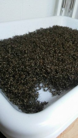 颶風過後蚊子暴增，美國佛州16小時捕到2.6萬隻。（圖／翻攝自Hernando County Mosquito Control粉專）