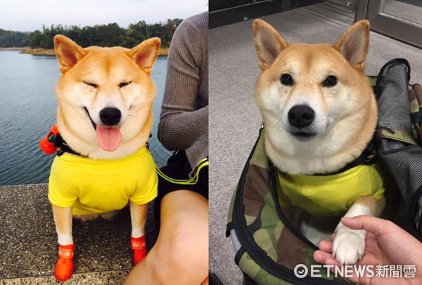 ▲大家都說胖！水桶腰柴柴站上體重計...就說是毛澎了吧～（圖／粉專《金鋼狼》授權提供）