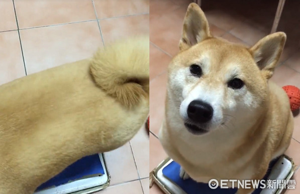 ▲大家都說胖！水桶腰柴柴站上體重計...就說是毛澎了吧～（圖／粉專《金鋼狼》授權提供）