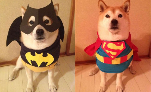 日本柴夫妻檔cosplay慶中秋。（圖／翻攝自Twitter@C_S0325）