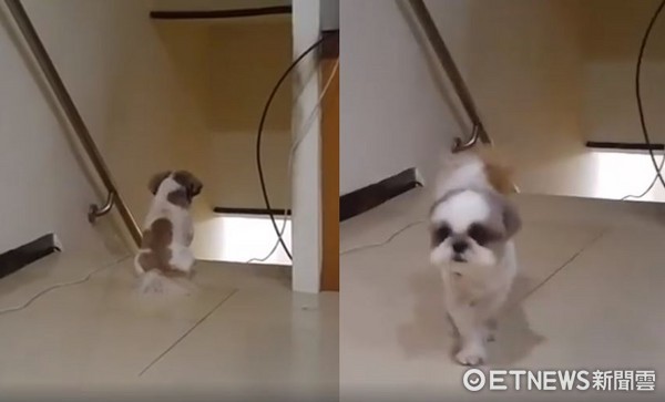 ▲傲嬌狗天天門口望爸歸　聽到動靜閃超遠：才沒在等餵飯的咧。（圖／網友板妹提供）