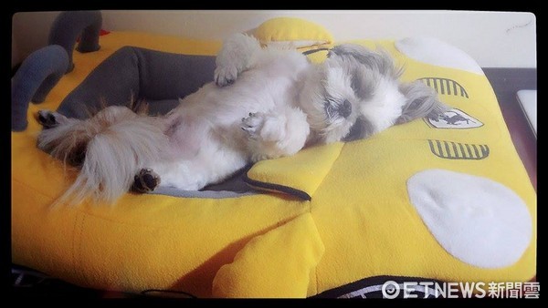 ▲傲嬌狗天天門口望爸歸　聽到動靜閃超遠：才沒在等餵飯的咧。（圖／網友板妹提供）