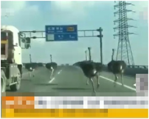 ▲鴕鳥們無懼車水馬龍，在高速公路上狂奔50公里。(圖／翻攝自大陸網站)