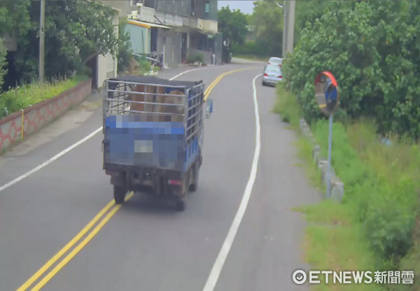 ▲偷貨車再偷牽6黃牛　監視器都拍到了「慣犯」男還是不認罪。（圖／記者謝侑霖翻攝）