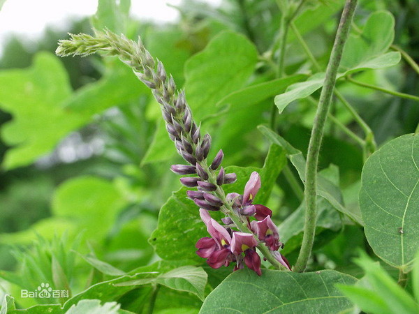 豆科植物白高顆、野葛根。（圖／翻攝自百度百科）