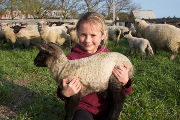 ▲▼艾蜜莉懂得藉由買賣小羊，賺進自己的零用錢。（圖／翻攝自Twitter／Jen King）