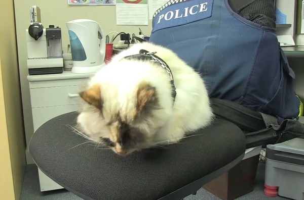 ▲▼紐西蘭警貓蒂亞的工作情況，不過最喜歡的還是睡覺啦。（圖／翻攝自New Zealand Police臉書粉絲專頁，下同）