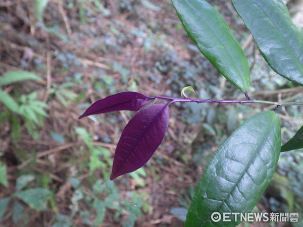 ▲台灣特有種紫葉白花「蓮花池柃木」　埔里山區發現野外族群。（圖／翻攝自行政院農業委員會林務局）