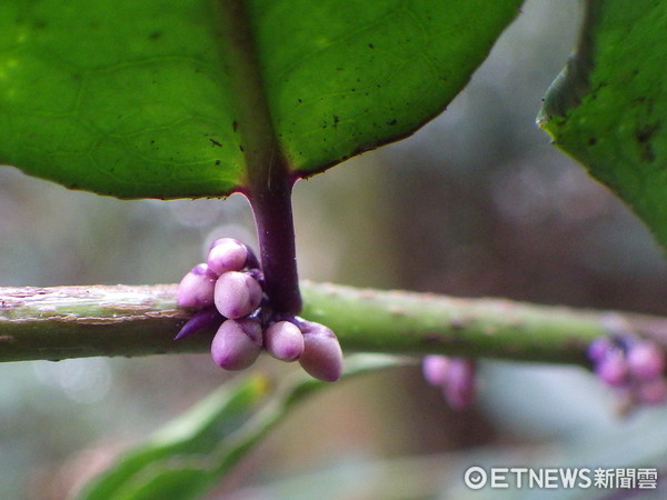 ▲台灣特有種紫葉白花「蓮花池柃木」　埔里山區發現野外族群。（圖／翻攝自行政院農業委員會林務局）