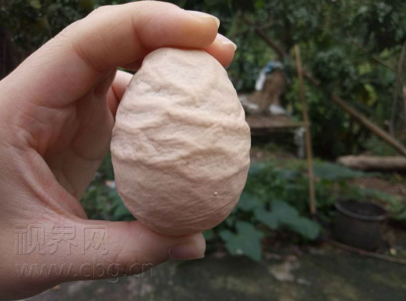雞蛋長得像石頭（圖／翻攝自視界網）
