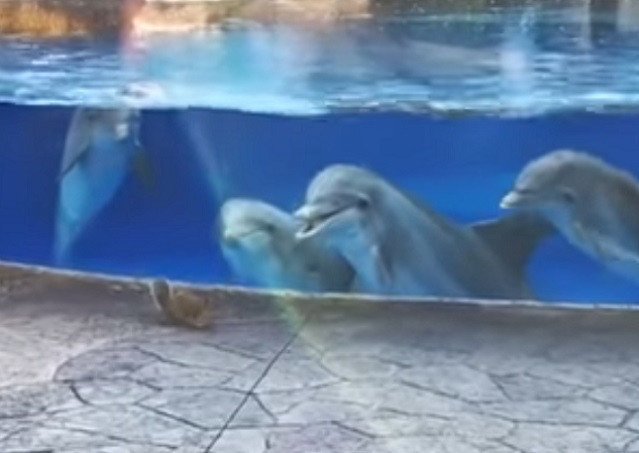 奧蘭多海洋世界海豚看到松鼠（圖／翻攝自YouTube@RM Videos）