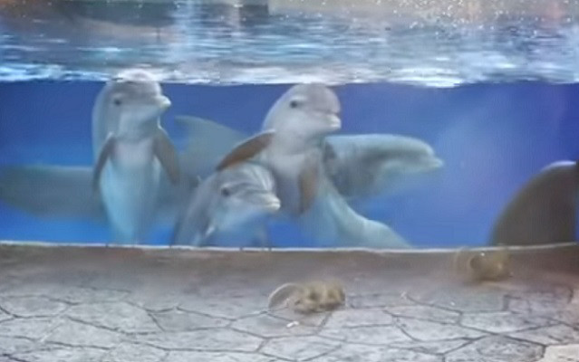 奧蘭多海洋世界海豚看到松鼠（圖／翻攝自YouTube@RM Videos）