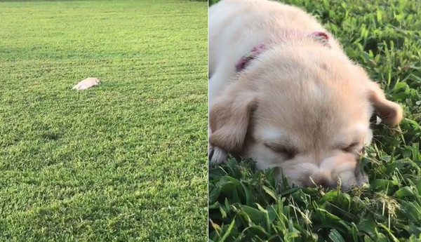 小拉拉不想回家，草地上裝睡。（圖／翻攝自Instagram帳號「bbflabradors）