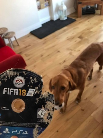 狗狗吃了FIFA18。（圖／翻攝自Facebook／Connor Mac‎）