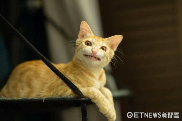 萌橘貓「咪呀」拍照耍心機，左邊嘴角偷偷上揚俏皮甜笑。（圖／網友Ting Ya Yang授權。）