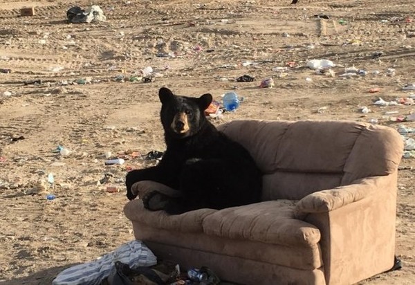 熊熊坐垃圾場沙發。（圖／翻攝自The Dodo／Mandy Stantic）