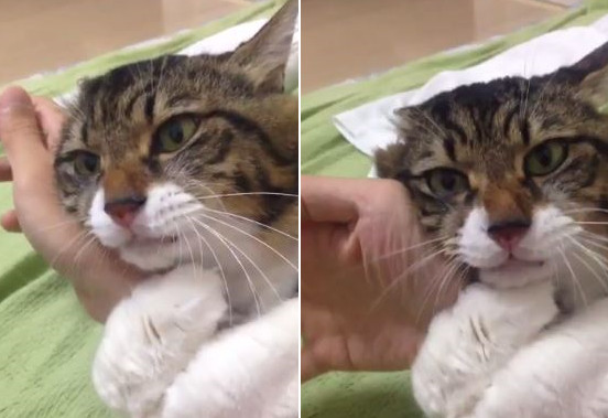 喵星人山田緊抱主人的右手不放，非常黏人。（圖／翻攝自推特@Kirika_ma_cos）