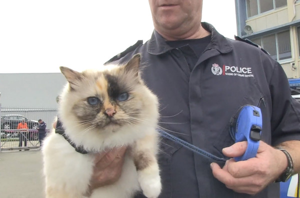 紐西蘭警貓。（圖／翻攝自New Zealand Police）
