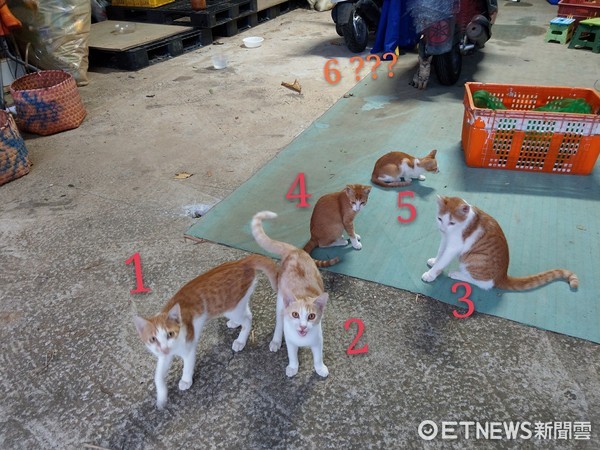 餵養5橘貓浪浪，點名變6隻...虎斑喵躲後面偷看，聞香也想蹭飯。（圖／網友KaKá Chen授權。）