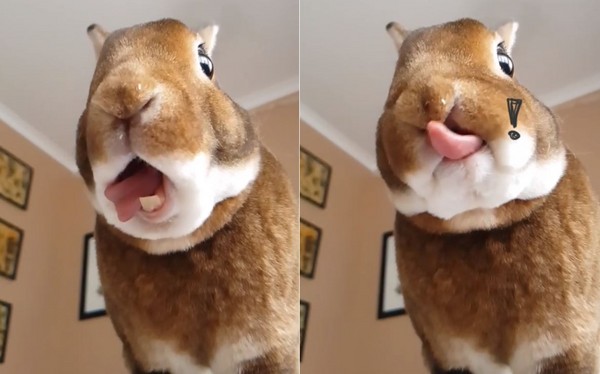 憨兔兔吃香蕉　慢動作剔牙...舌頭插進鼻孔了啦（圖／翻攝自Instagram：reubentherex）