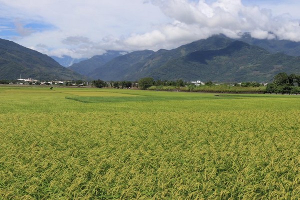 ▲▼台東池上稻浪。（圖／翻攝自花東縱谷國家風景區管理處臉書專頁）