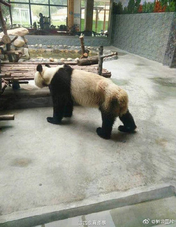 ▲▼西安秦嶺野生動物園的貓熊瘦成皮包骨。（圖／翻攝自《新浪圖片》微博）