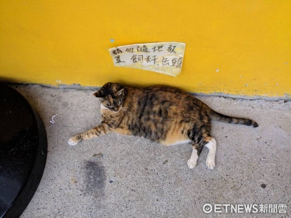 ▲「請勿隨地放置飼料」　胖三花鎮守告示牌：麻煩大家配合一下。（圖／網友羅瑋豪提供，請勿隨意翻拍，以免侵權。）