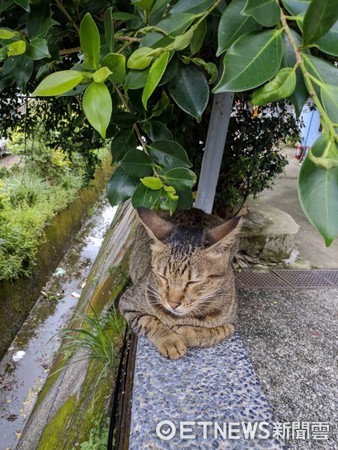 ▲「請勿隨地放置飼料」　胖三花鎮守告示牌：麻煩大家配合一下。（圖／網友羅瑋豪提供，請勿隨意翻拍，以免侵權。）